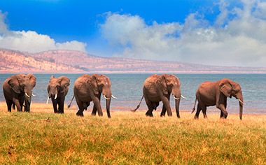 Elephants alongside Lake Kariba